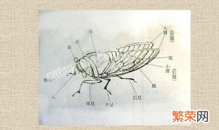 粘蝉用什么粘 粘蝉用什么胶粘