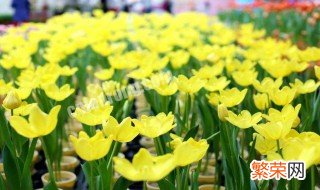 郁金香花球怎么保存 保存郁金香花球方法