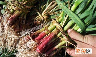 红头香蒜苗种子什么时候种植 红头香蒜苗种子怎么种植
