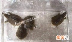 野生甲鱼怎么孵化蛋的 野生甲鱼下蛋了怎么孵化