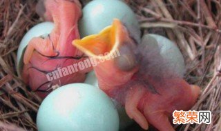 怎样判断鸟蛋是否活着 怎么判断鸟死在蛋里面了