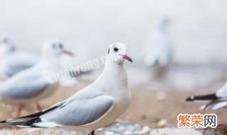 怎么化解鸽子打架 怎么化解鸽子打架的问题