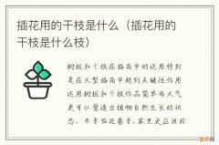 插花用的干枝是什么枝 插花用的干枝是什么