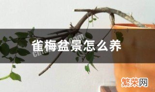 雀梅盆景护养方法 雀梅盆景怎么养