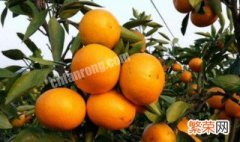 小柑橘树管理方法 小柑橘树如何管理