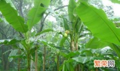 芭蕉树怎么栽种 芭蕉树怎么栽种好