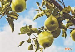 梨子是什么季节的水果 梨子是寒性水果吗