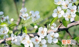 北方沙土地适合种什么 什么适合在北方沙土里种