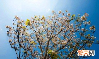 油桐繁殖方法 繁殖方法如下