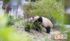 小熊猫寿命有多长 熊猫为什么喜欢吃竹子