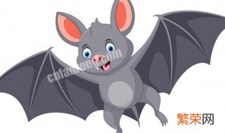 蝙蝠飞到家里怎么处理 家里飞进来蝙蝠怎么处理