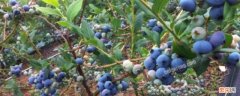 蓝莓长在树上还是地上 蓝莓长在树上还是长在地上