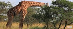 为什么长颈鹿的脖子那么长?脑筋急转弯 为什么长颈鹿的脖子那么长