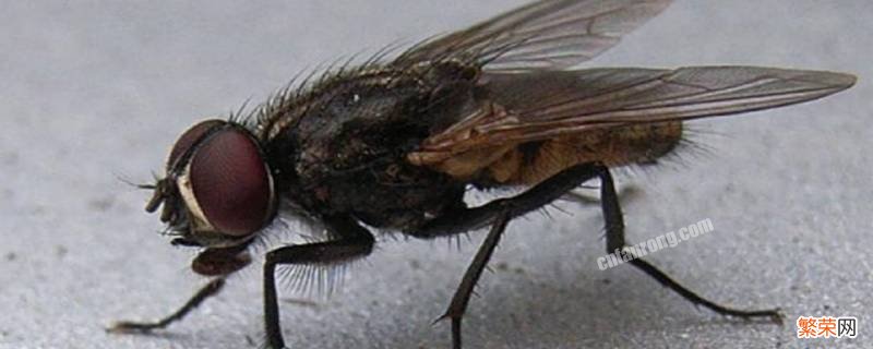 如何驱除苍蝇和蚊子 怎样驱除苍蝇蚊子