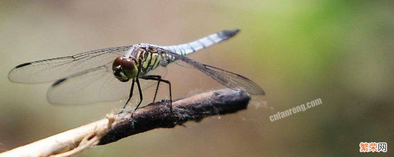 蜻蜓是吃蚊子的吗? 蜻蜓吃苍蝇和蚊子吗