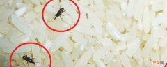 米虫会在家里繁殖吗 米虫会在人体繁殖吗