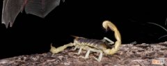 野生蝎子吃什么怎么养 野生蝎子吃什么