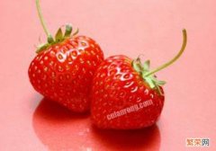 草莓如何保存