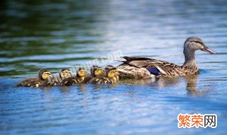 养鸭生蛋方法 如何养鸭生蛋