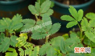 含羞草遇到刺激和触碰为什么能够自动合拢 含羞草相关介绍