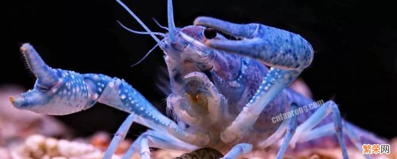蓝色海虾叫什么名字 蓝色的虾叫什么名字