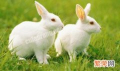 兔子可以一个笼子养两只吗 兔子可以一个笼子养两只吗视频