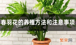 春羽花养殖方法 春羽花的养殖方法和注意事项