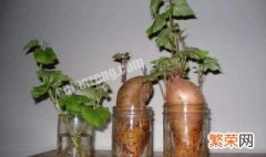 红薯盆栽可以养多久 红薯盆栽能养几年