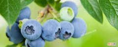 蓝莓可以放冰箱冷藏保存吗 蓝莓可以放冰箱保存吗