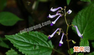 毛萼鞘蕊花能种室内吗 毛萼鞘蕊花养注意事项