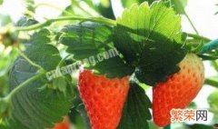 草莓养护方法 草莓的养护方法和注意事项