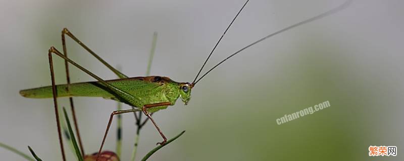 叫什么虫子 螽斯是什么虫子