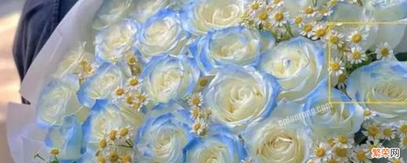 碎冰蓝玫瑰花是染色的吗 碎冰蓝玫瑰是染的吗
