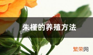 朱槿花培植方法 朱槿的养殖方法介绍