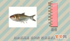 野钓白鲢鱼技巧 钓白鲢绝招