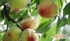 桃子树稼枝方法 桃树枝如何栽种