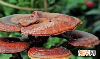 干灵芝在家怎么保存 保存干灵芝方法