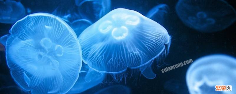 在大海边捡到透明水母有毒吗 海里面的水母有毒吗