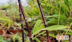 紫角竹养殖方法 紫角竹养殖方法以及注意事项