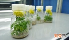 植物组织培养的应用 植物组织培养的过程