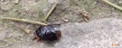 类似蟑螂的黑色虫子是什么会飞 类似蟑螂的黑色虫子是什么