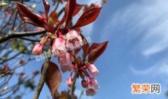 野生吊钟花种植方法图解 野生吊钟花种植方法