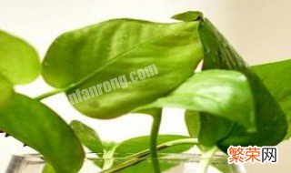 盆栽绿萝多久浇一次水 盆栽绿萝多久浇一次水的解析