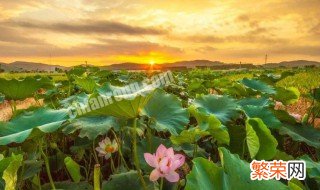 荷花的气味是什么味道的 荷花的气味介绍