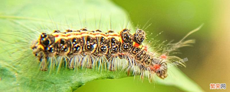 昆虫记昆虫的外形和生活特征 昆虫记昆虫习性
