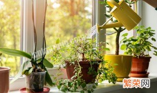 啤酒可以用来浇花吗 能不能用啤酒浇花