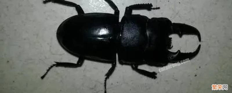 黑色甲虫吃什么食物 黑色能吃的甲壳虫