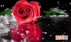 玫瑰花语是什么意思 玫瑰花语是什么