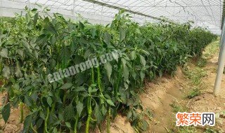 春季种植什么蔬菜 春季要种植什么蔬菜比较好