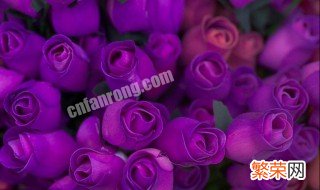 紫玫瑰的寓意 紫玫瑰的寓意介绍